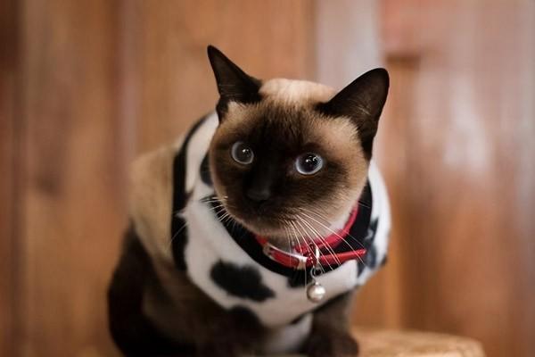猫腹水和胀气有什么区别
