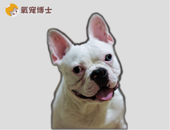 狗狗大便干硬如何调治？
