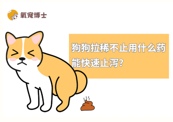 狗狗拉稀不止用什么药能快速止泻？