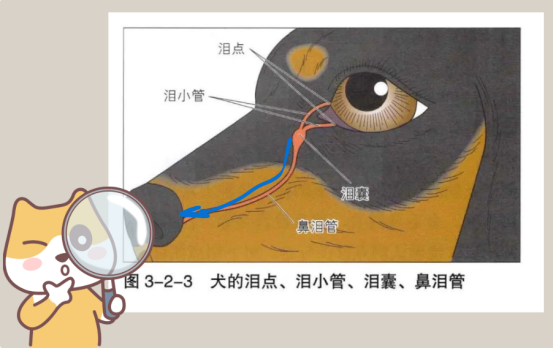 狗狗流眼泪