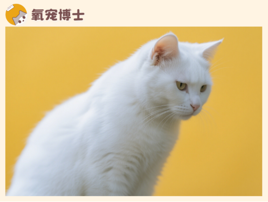 猫咪打喷嚏喷出黄鼻涕