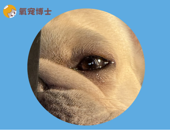 狗狗为什么老是流眼泪？
