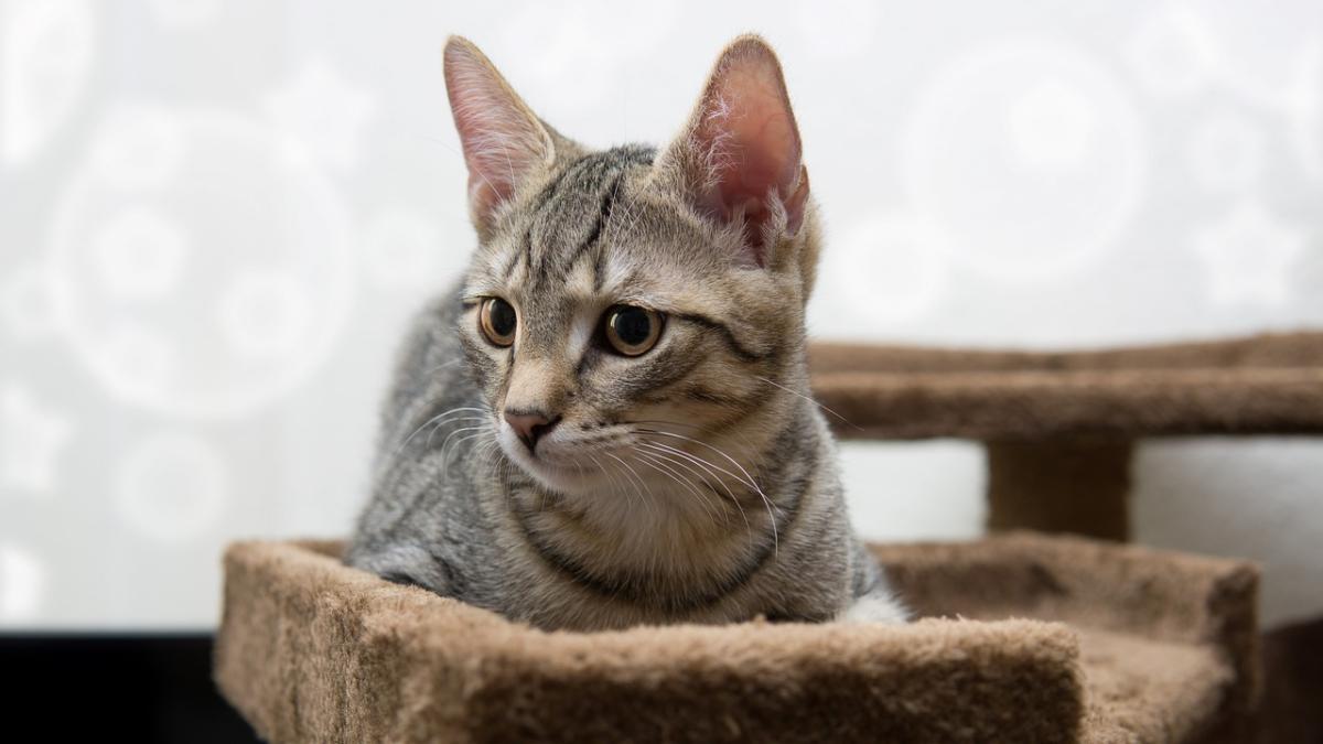 猫咪毛球症有什么症状