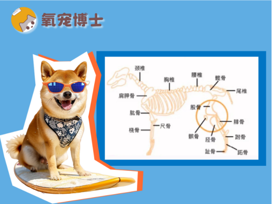 狗狗髌骨脱位能慢慢自愈吗？