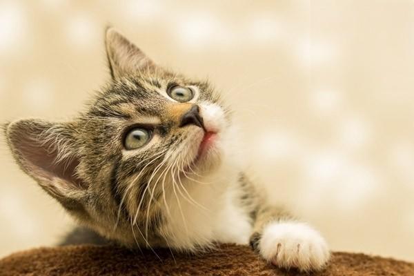 怎么判断小猫骨折还是扭伤