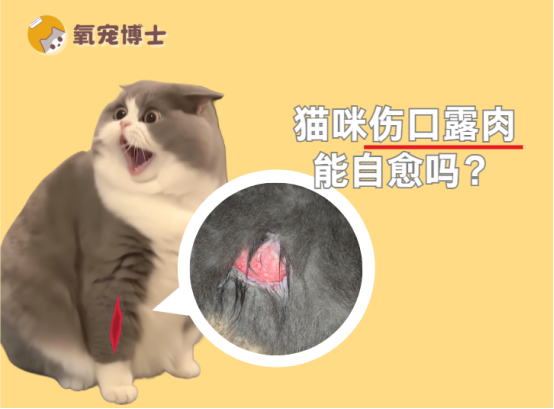 猫咪伤口露肉能自愈吗？
