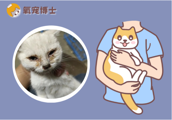 猫鼻支在家怎么治疗？