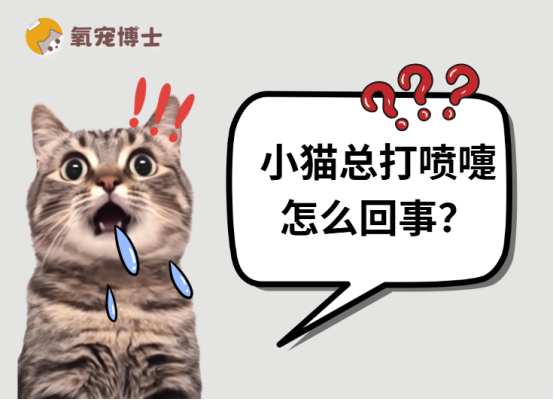 小猫总打喷嚏怎么回事？