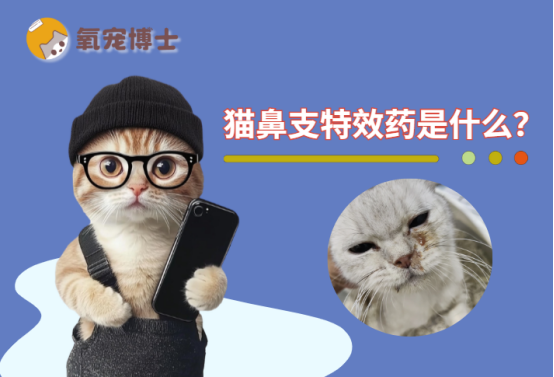 猫鼻支特效药是什么？