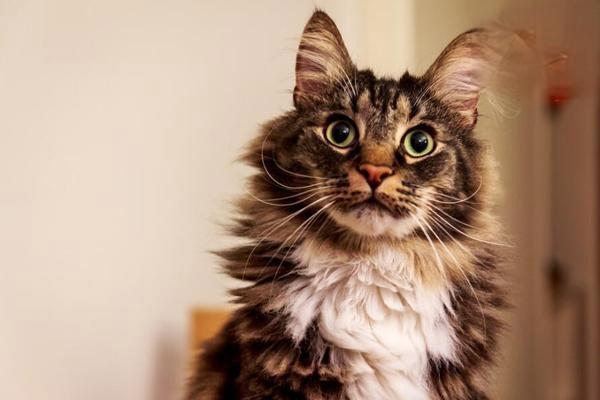 猫癣初期症状怎么治疗g