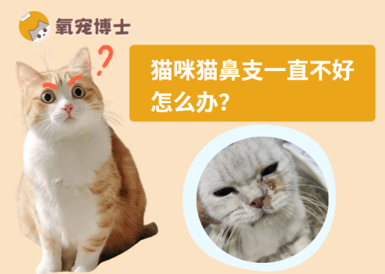 猫咪猫鼻支一直不好怎么办？