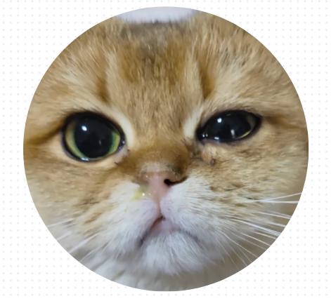小猫打喷嚏