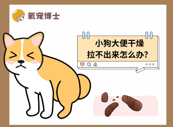 小狗大便干燥拉不出来怎么处理？