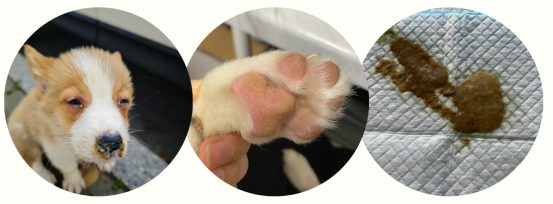 2个月狗狗流鼻涕怎么回事?