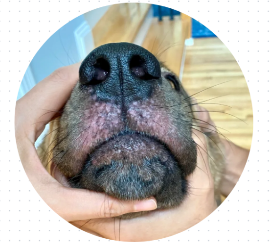 狗狗流鼻涕怎么回事?