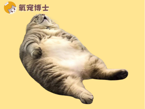 猫咪拉稀像泥浆还恶臭怎么回事?