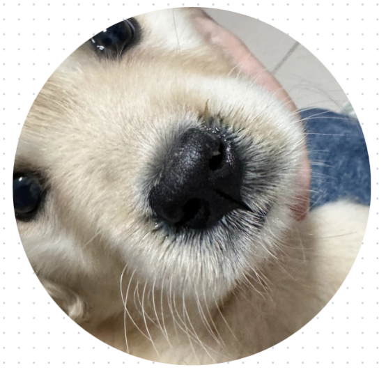 狗狗流鼻涕是什么原因?