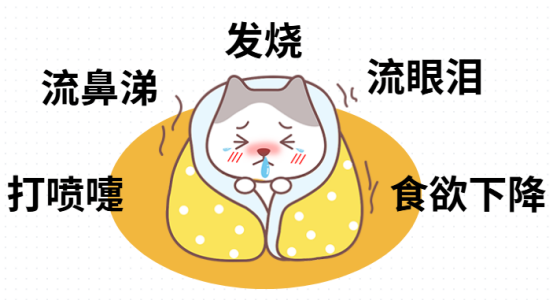 猫上呼吸道感染的症状