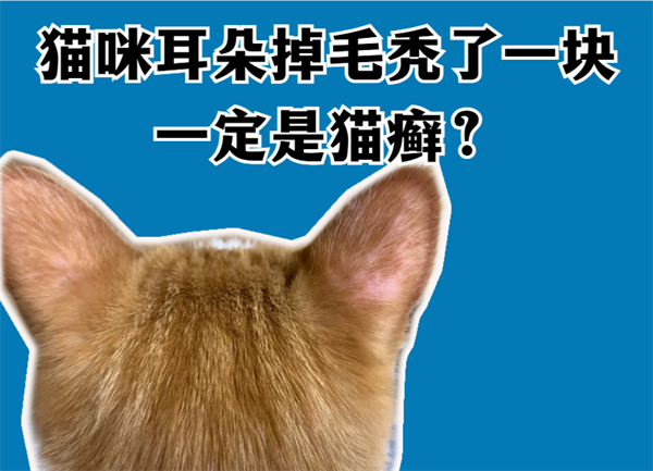 猫耳朵掉毛秃了一块一定是癣吗?