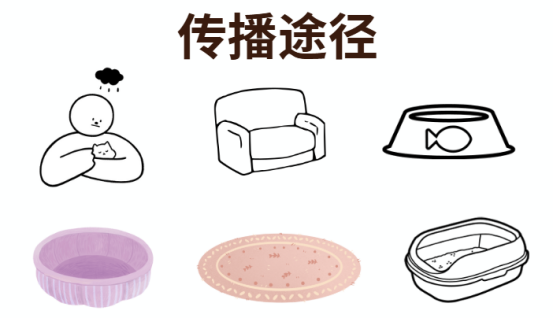 猫癣会传染人吗?