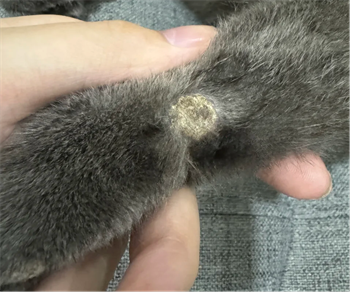 猫癣结痂要弄掉吗?