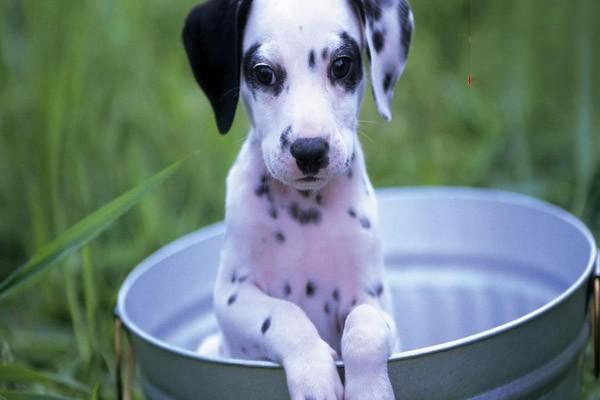 狗狗喉炎的诊断及处理方法 狗狗喉炎的诊断及处理方法