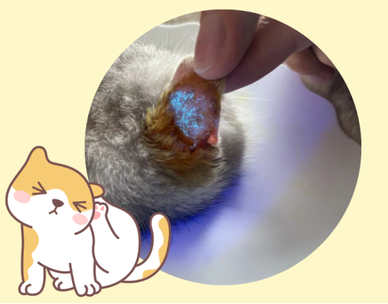 猫长癣会传染人吗?