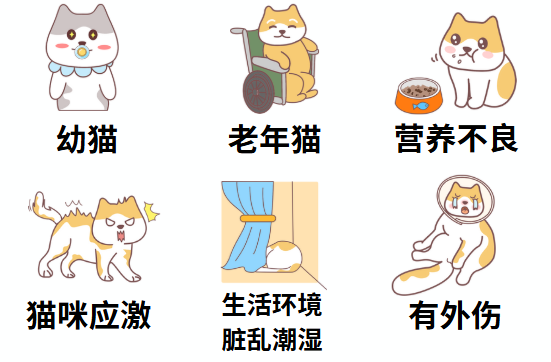 猫癣的病因
