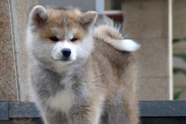 狗狗喉炎的诊断及处理方法 狗狗喉炎的诊断及处理方法