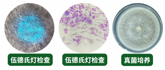 猫癣的诊断方法