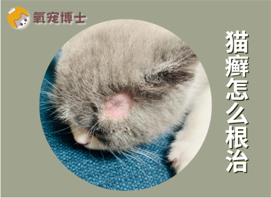 猫癣怎么根治？