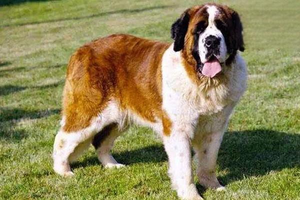 狗狗喉炎的诊断及处理方法 狗狗喉炎的诊断及处理方法