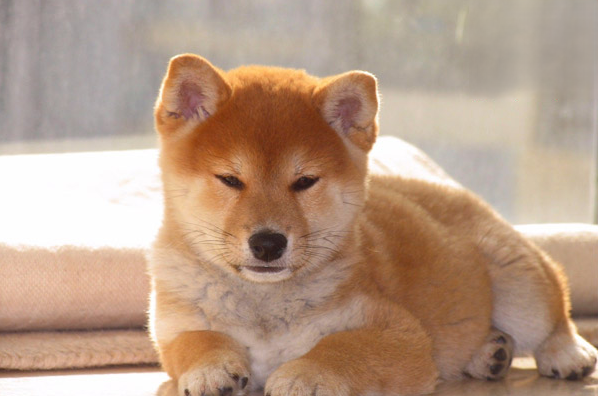 1622106556329819.png 狗不停干呕吐白色粘液