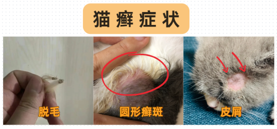 猫癣怎么彻底根治？
