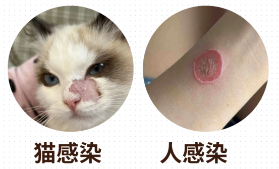 猫癣的症状