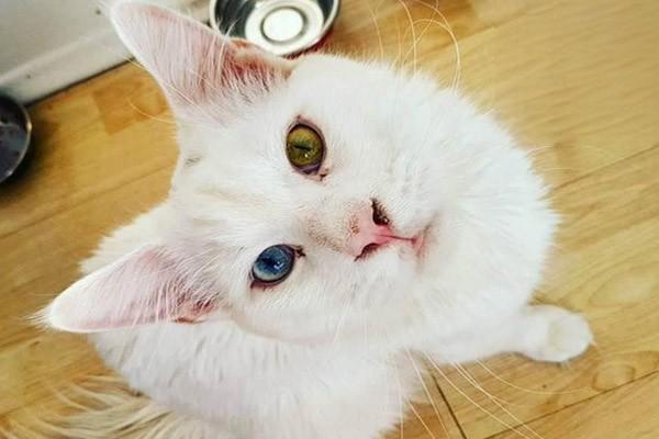 猫咪一定要绝育吗? 猫咪一定要绝育吗?