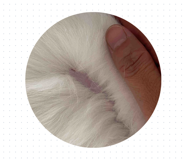 猫咪脱了一撮毛是怎么回事?