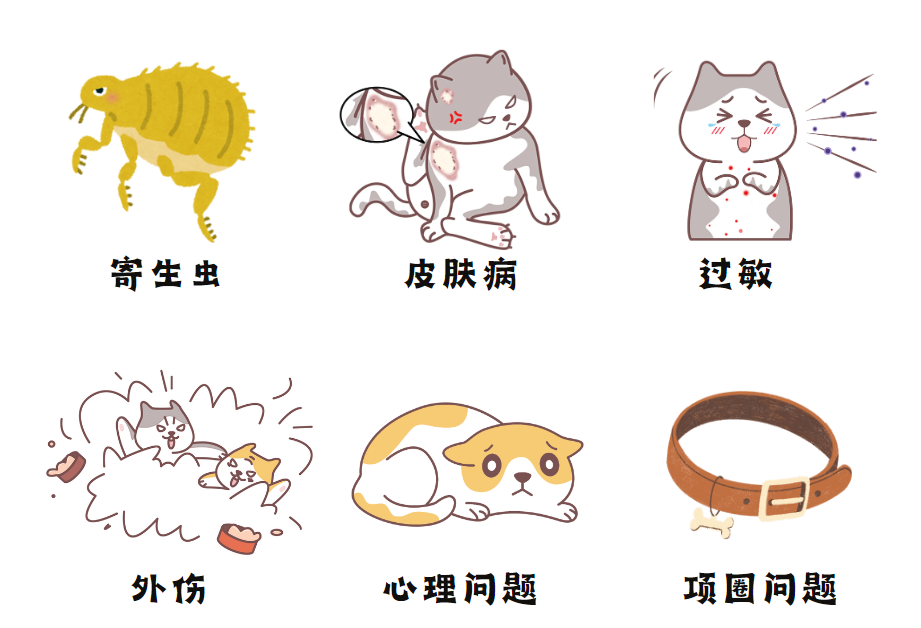 猫咪脖子上毛秃了一块怎么办?