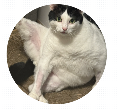 猫掉毛严重的原因