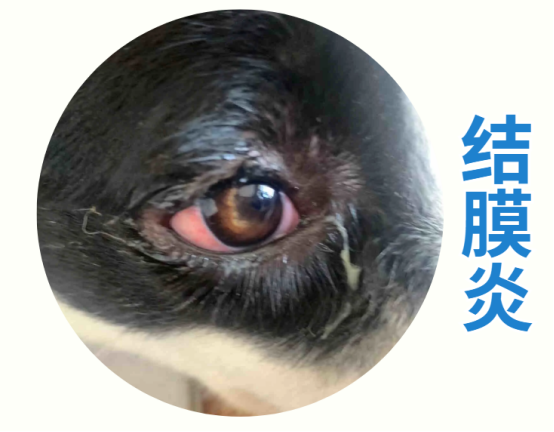 狗狗单眼发红流眼泪