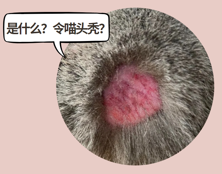 猫咪头上秃了一块还发红?