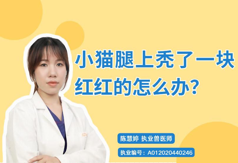 小猫腿上秃了一块红红的怎么办?