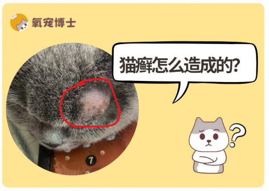 猫癣怎么造成的?