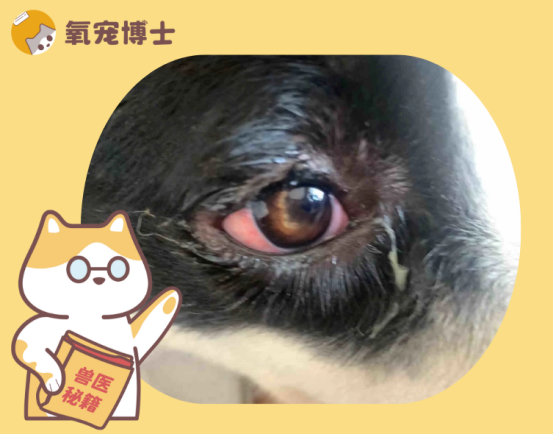 狗狗眼睛发红并且带着眼屎