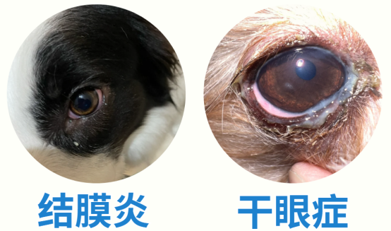 狗狗眼睛发红有眼屎怎么回事？