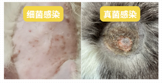 猫掉毛的原因有哪些？