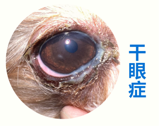 狗狗眼睛发红眼屎多