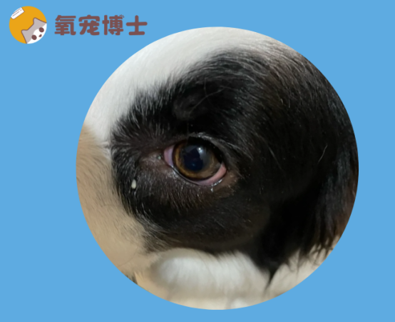 狗狗单眼发红流眼泪是怎么回事？