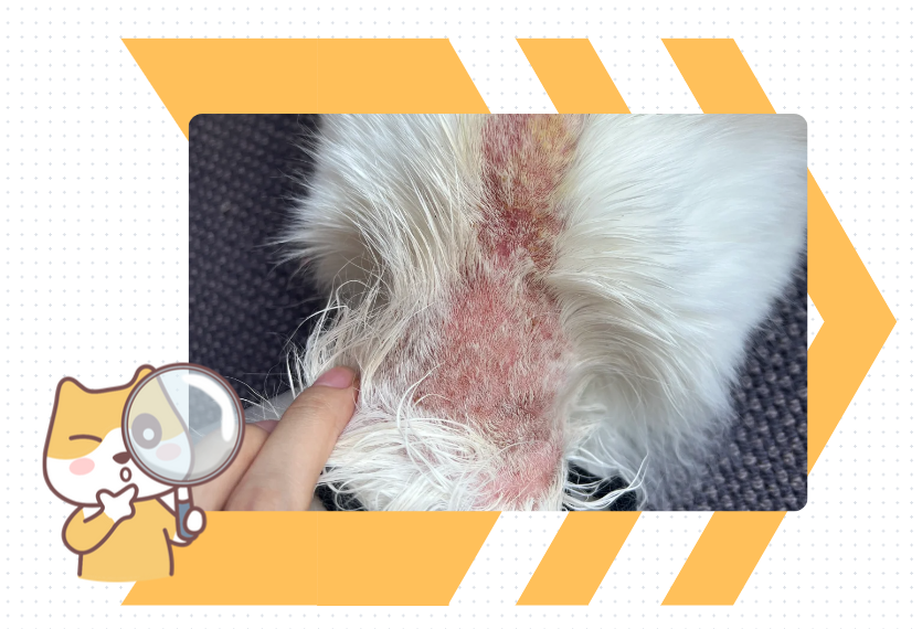 猫猫掉毛皮肤发红