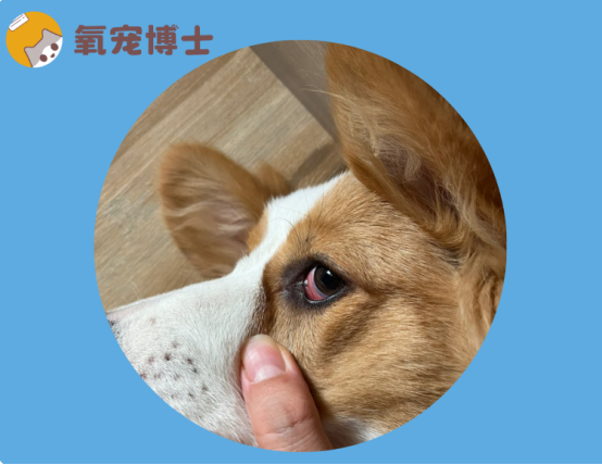 狗狗眼睛发红有眼屎怎么办？